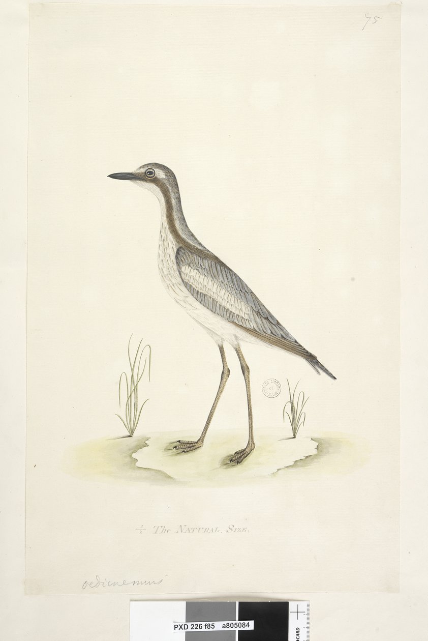 Página 85. Oedicnemus. no centro inferior, em outra mão 1-2 do tamanho natural Pedra do Sul, Maçarico Burhinus magnirostris, 1791-92 de Unknown artist