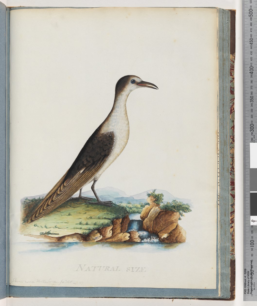 Página 85. Sooty Tern. Sterna novae Hollandae. New Holland Tern de Unknown artist