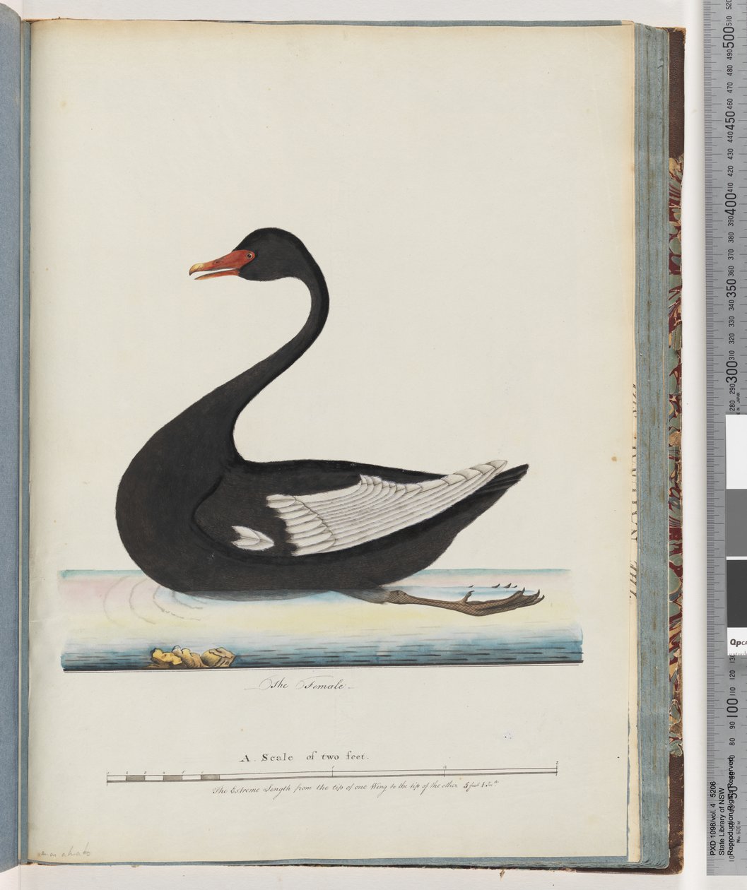 Página 86. Cisne Negro. A fêmea anas atrata de Unknown artist