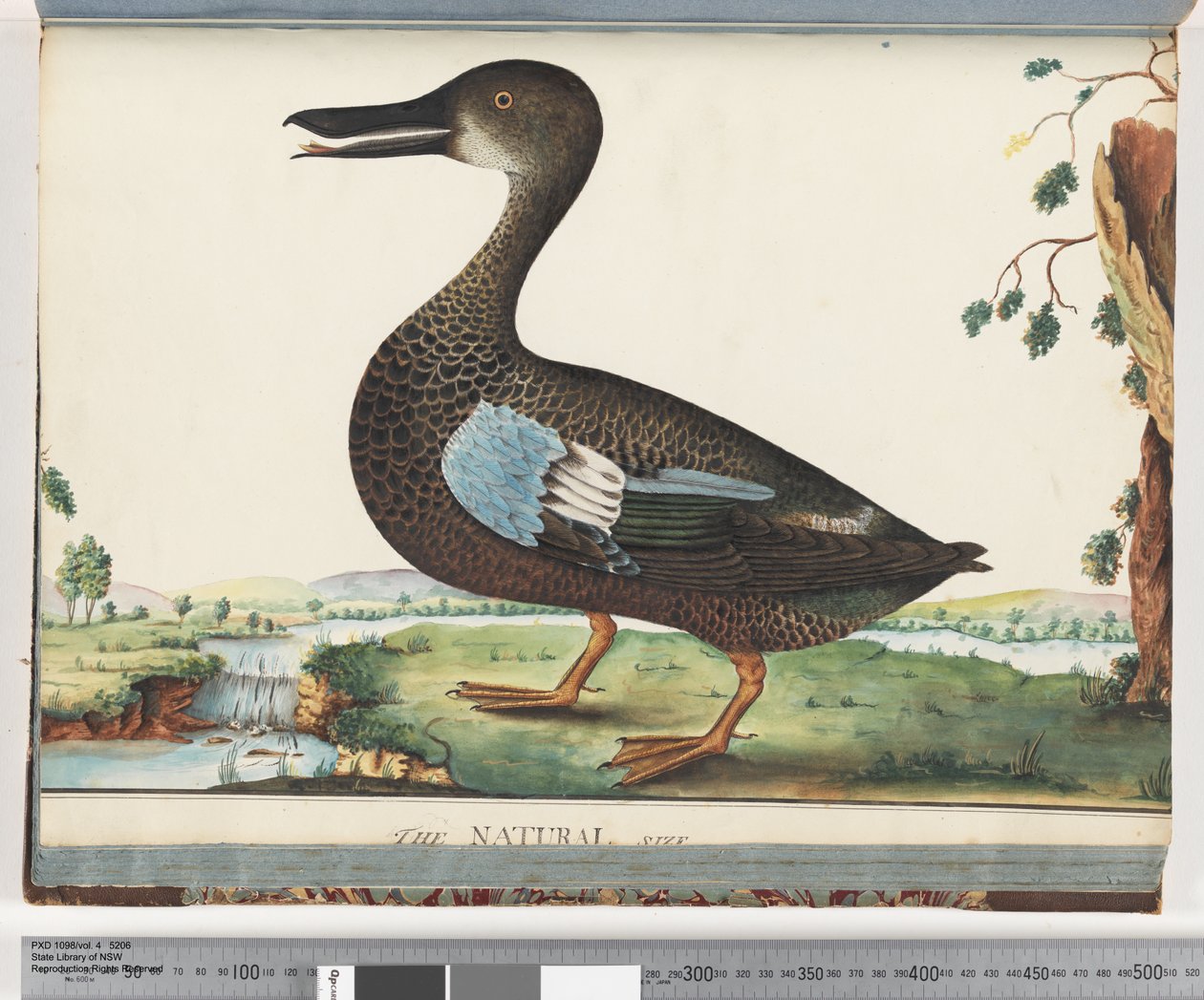 Página 87. Pato de Unknown artist
