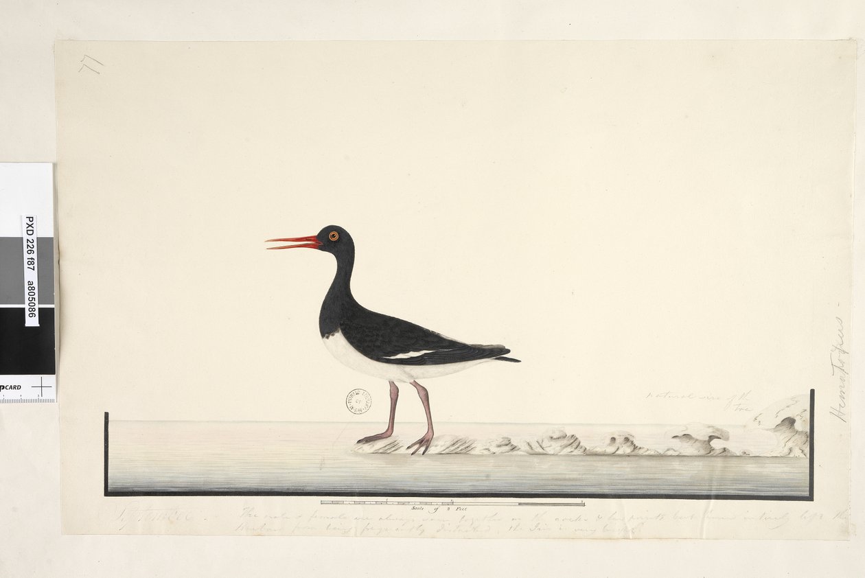 Página 87. Hematopus. no canto inferior direito em setembro diferente. ao longo da borda inferior em terceira mão O macho e a fêmea são sempre vistos juntos nas rochas e nos pontos baixos, mas deixaram totalmente o porto de serem perturbados com frequência de Unknown artist