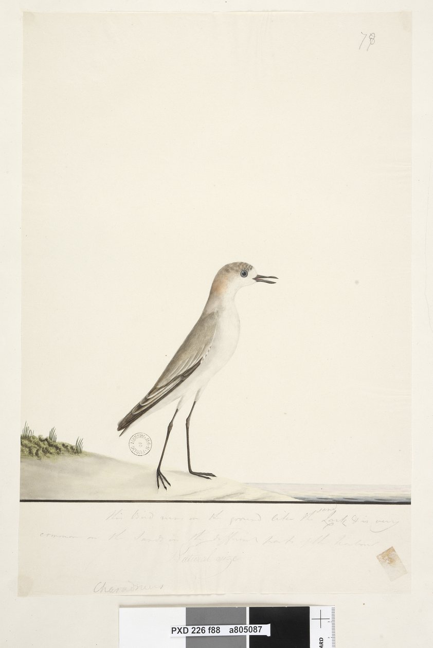 Página 88. Charadrius. below frame line in different hand Este pássaro corre no solo como a cotovia e é muito comum nas areias nas diferentes partes do porto. abaixo deste na terceira mão Tamanho natural Vermelho, tampado Dotterel Charadrius alexandrinu de Unknown artist