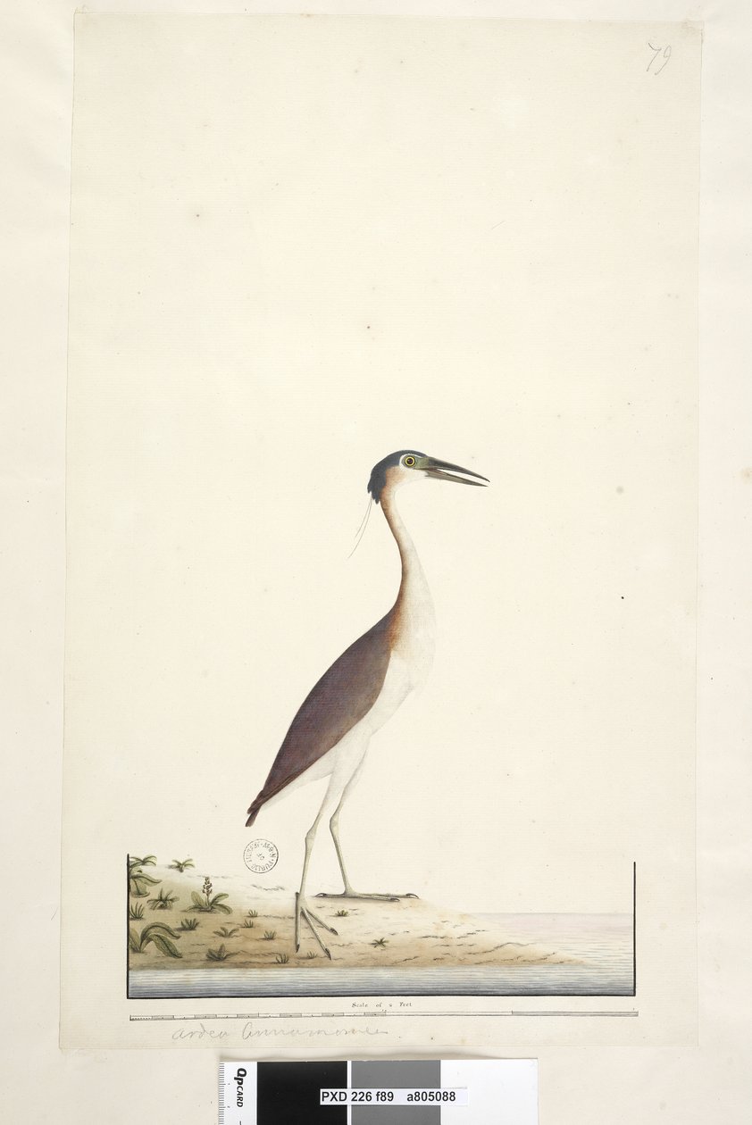 Página 89. Ardea .. .. Noite de Nankeen, Heron Nycticorax caledonicus, 1791-92 de Unknown artist
