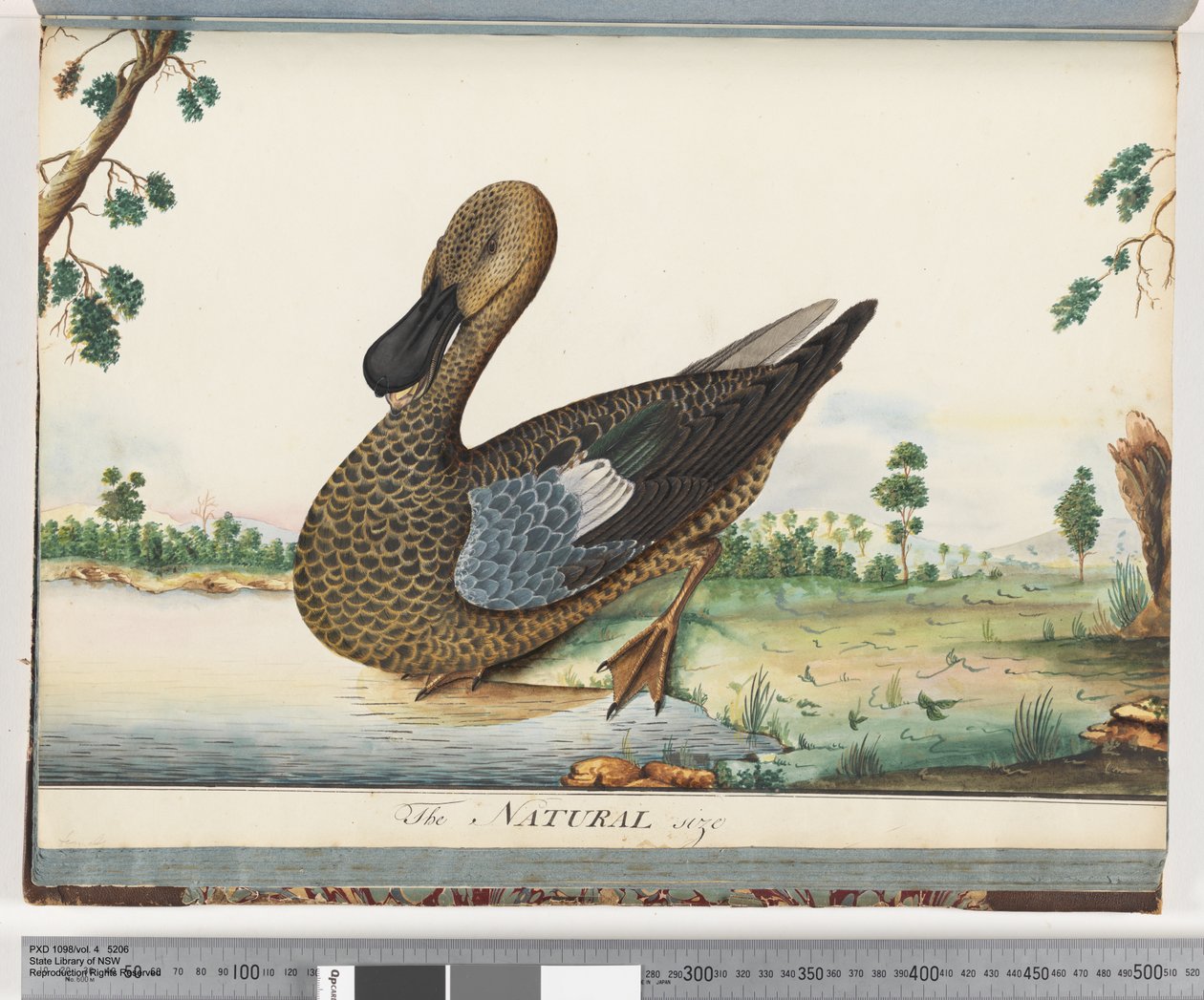 Página 89. Pato de Unknown artist
