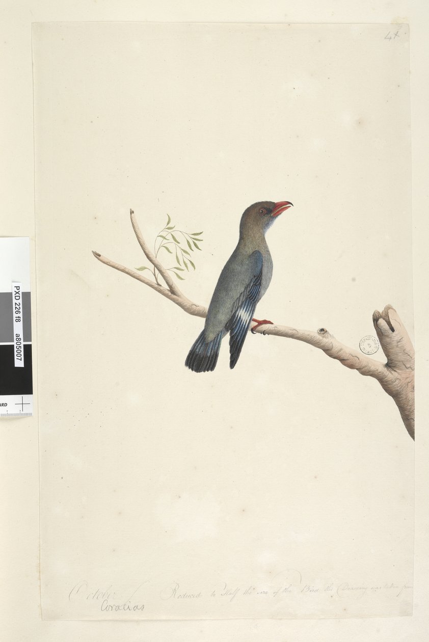 Página 8. Coraciae. ao longo da borda inferior na mão diferente de outubro. Reduzido à metade do tamanho do pássaro, o desenho foi tirado de Dollar, Bird Eurystomus orientalis, 1791-92 de Unknown artist