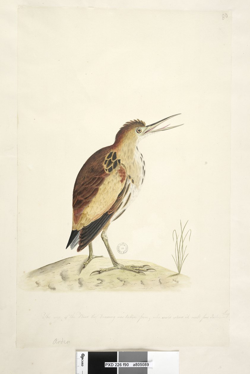 Página 90. Ardea. ao longo da borda inferior em mão diferente O tamanho do pássaro do qual o desenho foi tirado, que podia estender seu pescoço dez centímetros de comprimento. Little Bittern Ixobrychus minutus, 1791-92 de Unknown artist