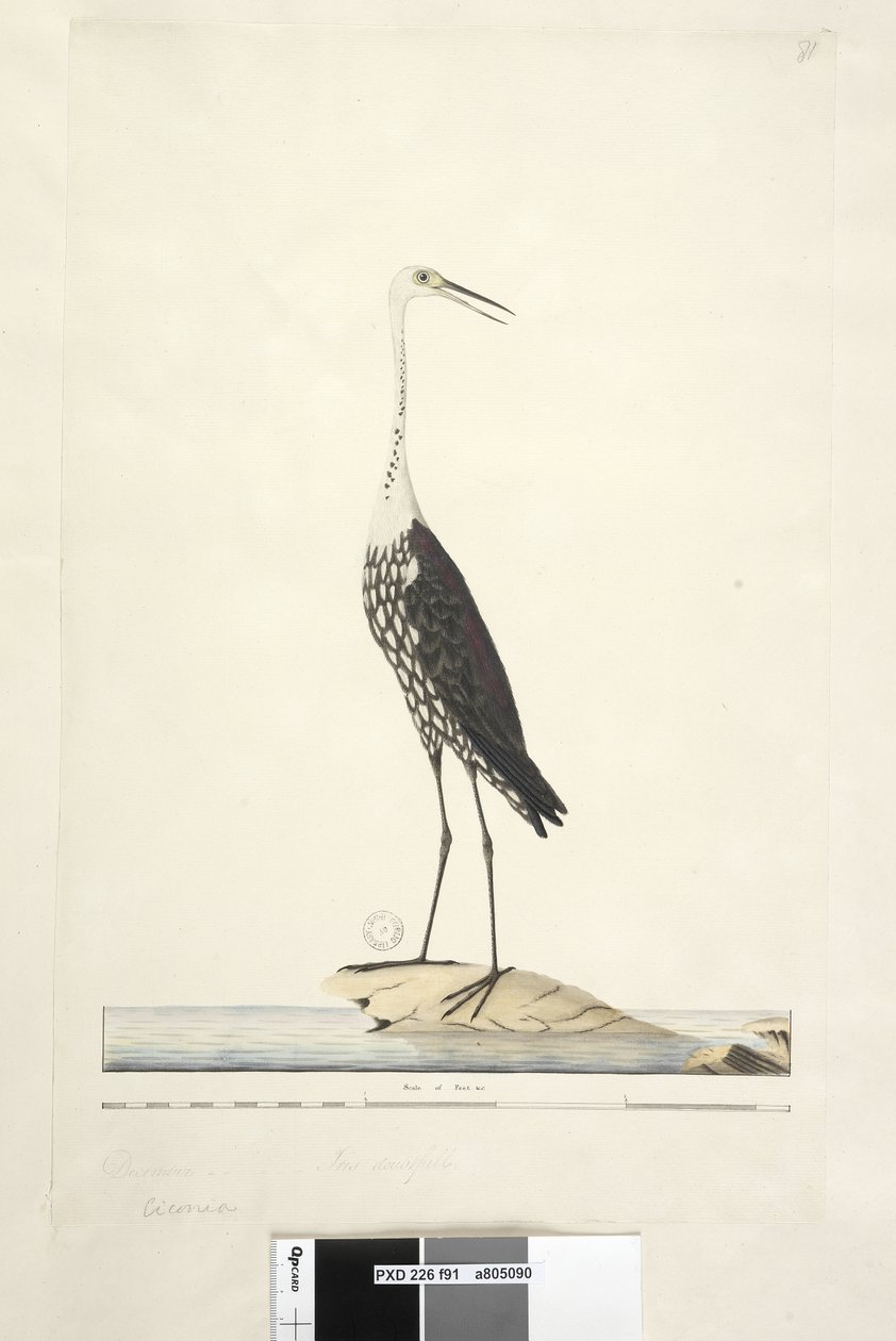 Página 91. Ciconia. título acima em outra mão Dezembro, íris duvidosa Branca, Garça Pescoço Ardea pacifica Notophoyx pacifica, 1791-92 de Unknown artist