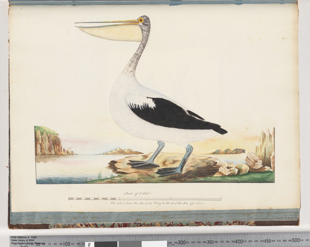Página 92. Australian Pelican de Unknown artist