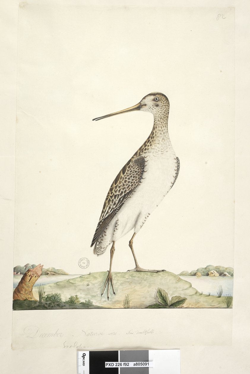 Página 92. Scolopax. título acima na mão diferente de dezembro. Tamanho natural, íris duvidosa. Japonês Snipe Gallinago hardwicki, 1791-92 de Unknown artist