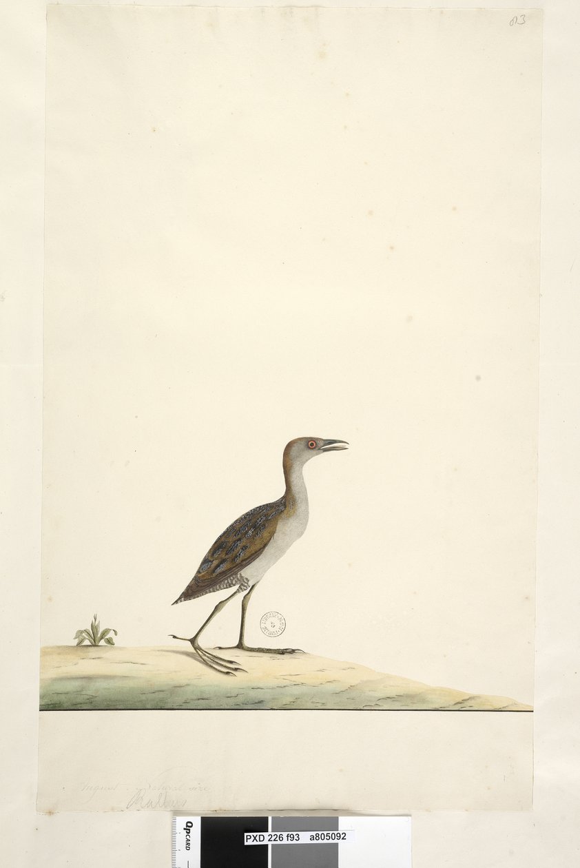 Página 93. Rallus. título acima na mão diferente de agosto. Tamanho natural Marsh Crake Porzana pusilla, 1791-92 de Unknown artist
