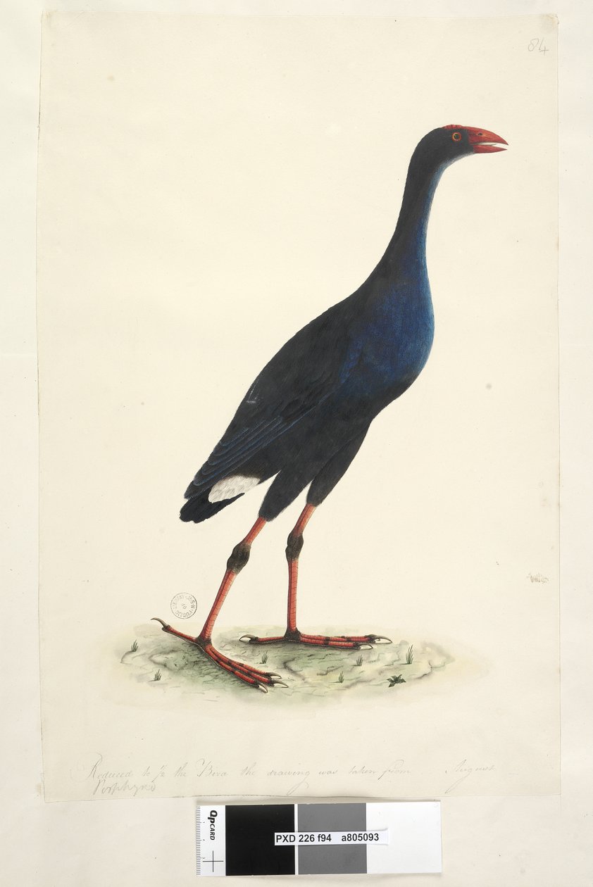 Página 94. Porfírio. ao longo da borda inferior em mão diferente Reduzida para 1-2 a ave de onde o desenho foi tirado. Agosto Pântano Oriental Galinha Porphyrio porphyrio Porphyrio melanotus, 1791-92 de Unknown artist