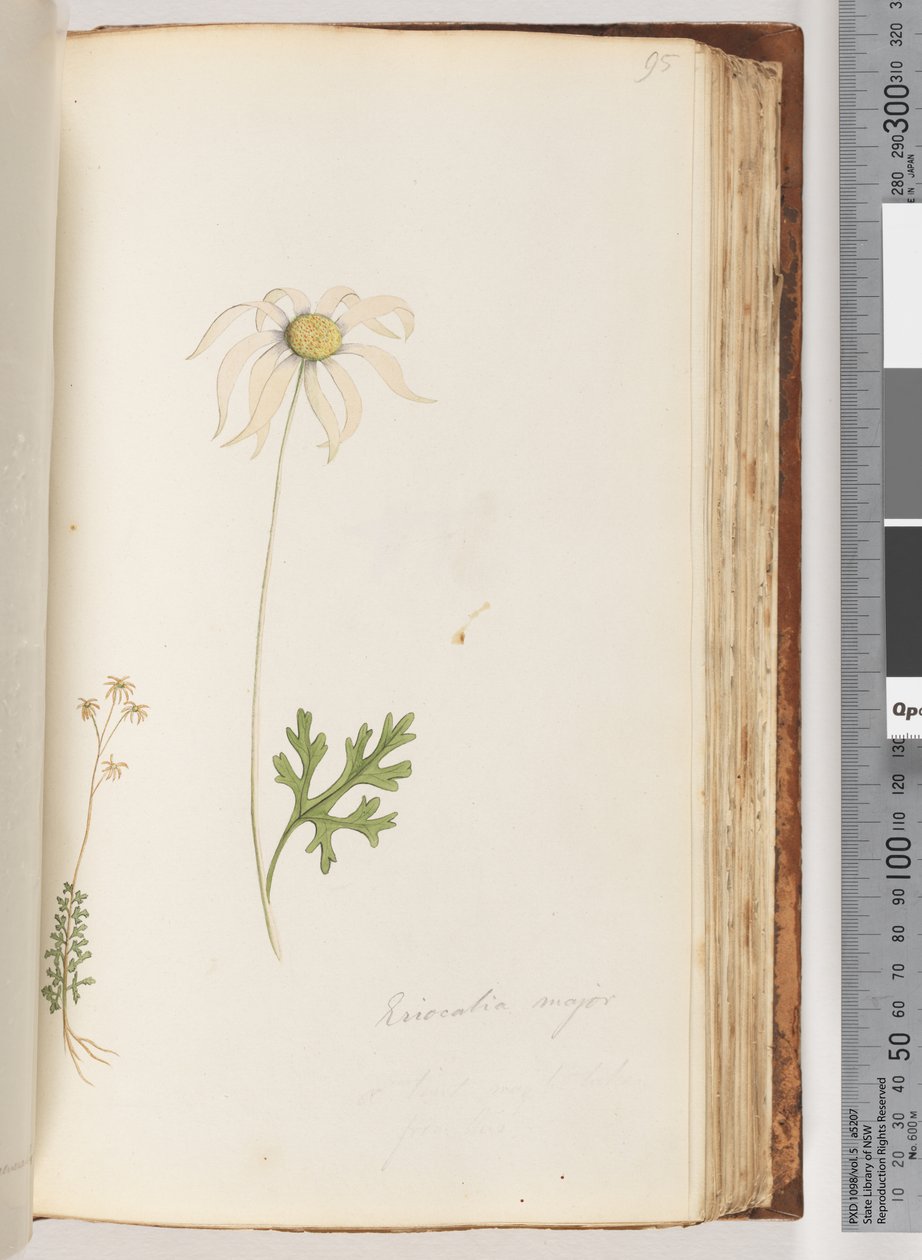 Página 95. Eriocalia major de Unknown artist