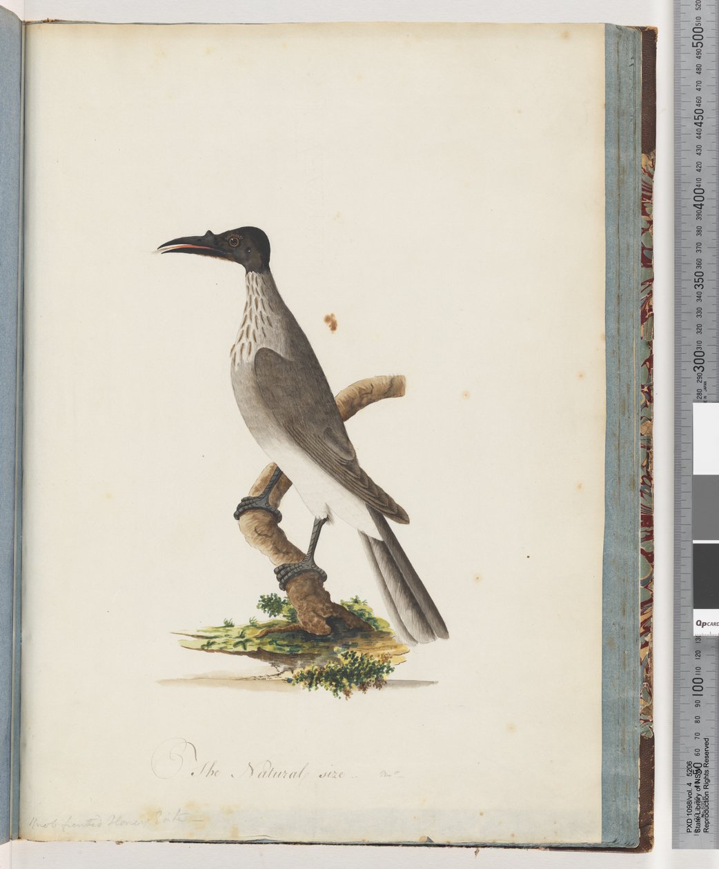 Página 95. Noisy Friarbird. Honeyeater com botão frontal de Unknown artist