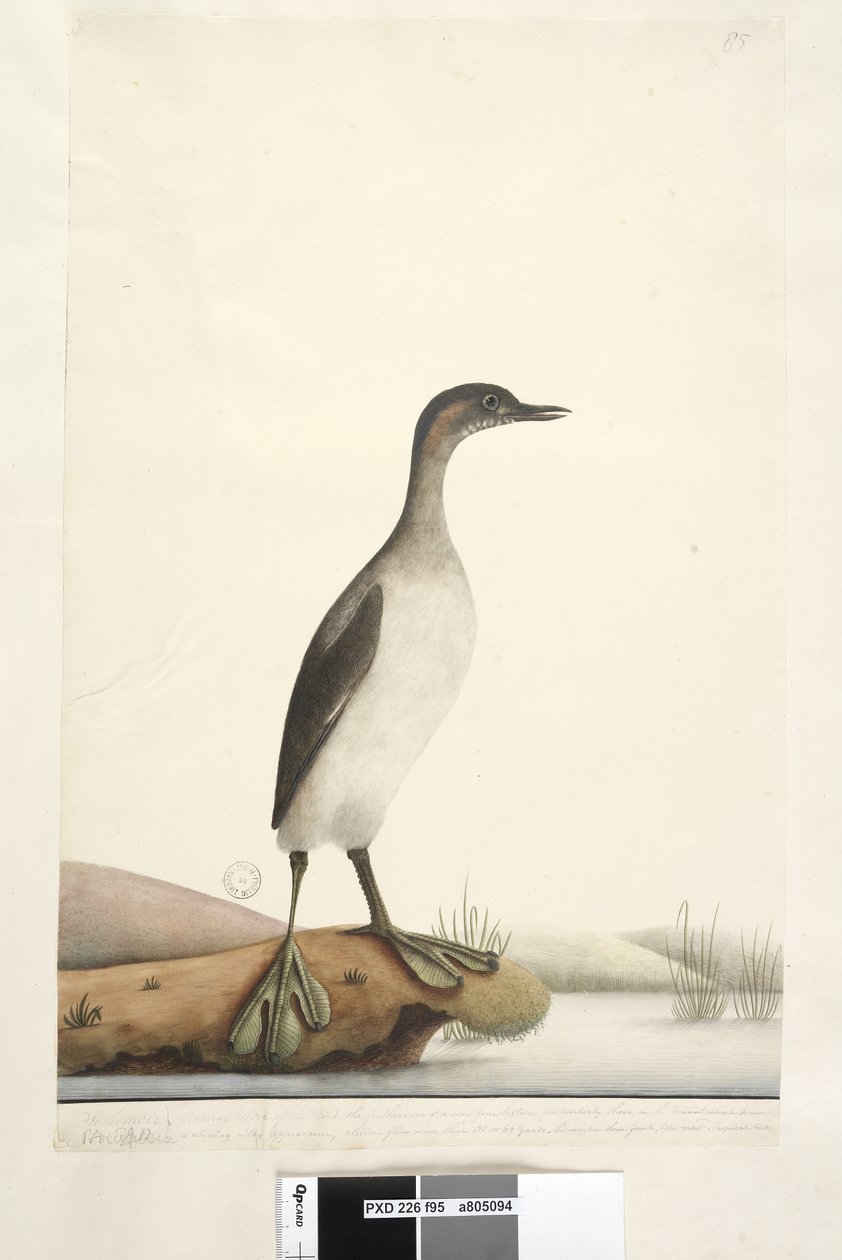 Página 95. Podicepha. ao longo da borda inferior na mão diferente em setembro. Do tamanho natural da ave, as penas são de uma textura muito fina, principalmente as do peito, que têm uma aparência sedosa e brilhante, raramente voa mais de 50 ou 60 metros. A de Unknown artist
