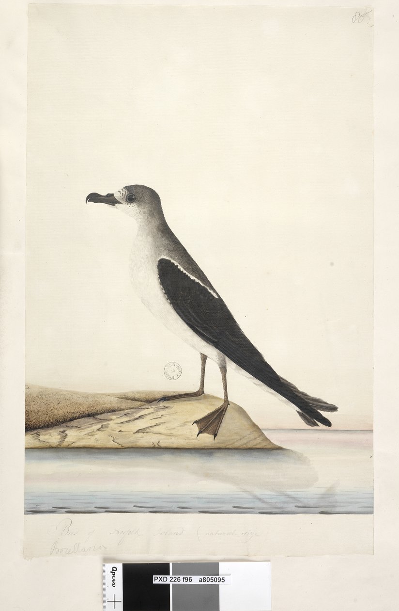 Página 96. Bird of Norfolk Island de Unknown artist