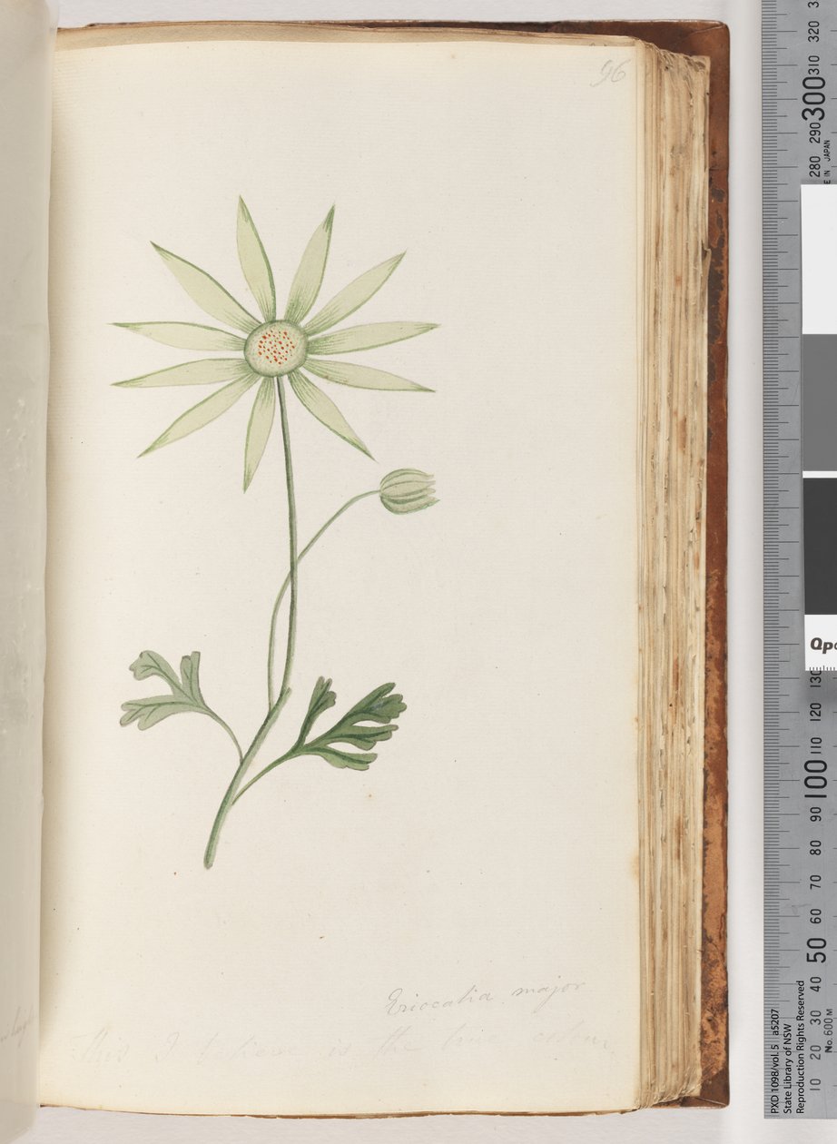 Página 96. Eriocalia major. Esta eu acredito que é a cor verdadeira de Unknown artist