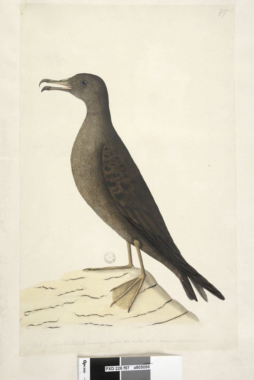 Página 97. Pássaro da Ilha Norfolk comumente chamado de pássaro carneiro, tamanho natural Cunha, Puffinis Pacificus de Shearwater, 1791-92 de Unknown artist