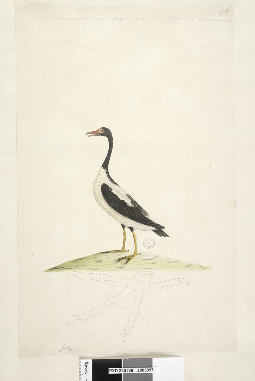 Página 98. Anas. ao longo da borda superior em outra mão Este pássaro é do tamanho de um ganso. Abaixo está um esboço do pé desenhado no tamanho natural Pied Goose Anseranas semipalmata, 1791-92 de Unknown artist