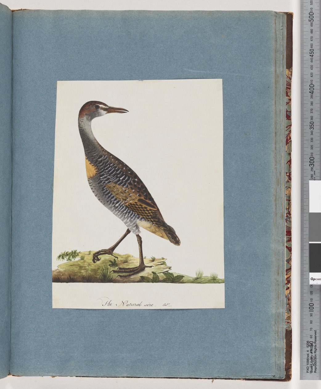 Página 99. Buff-banded Rail de Unknown artist