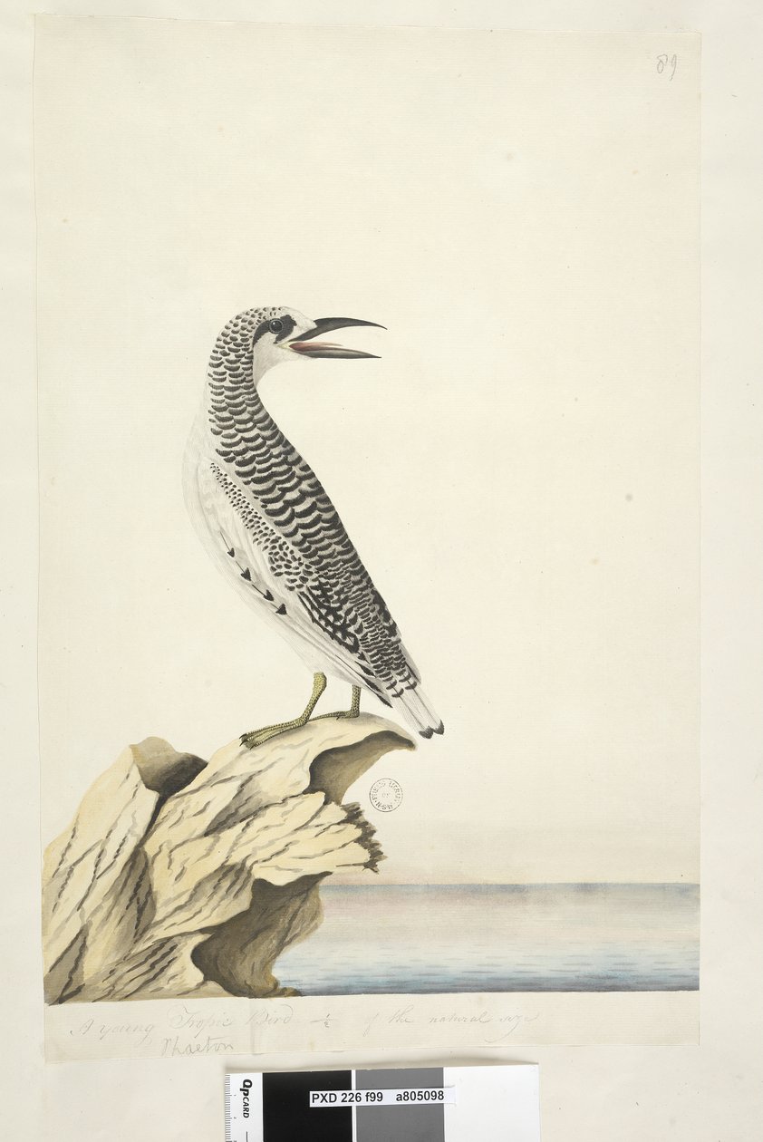 Página 99. Phaeton. em mão diferente Um jovem Tropic Bird 1-2 do tamanho natural Red, Tailed Tropicbird Phaethon rubricauda, 1791-92 de Unknown artist
