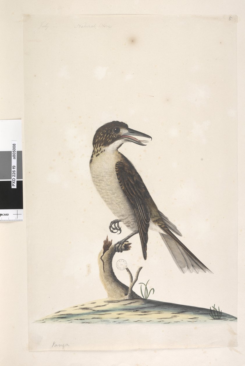 Página 9. Vanga. no canto superior esquerdo em outra mão julho, tamanho natural Grey Butcher, Bird Cractius torquatus fêmea, 1791-92 de Unknown artist
