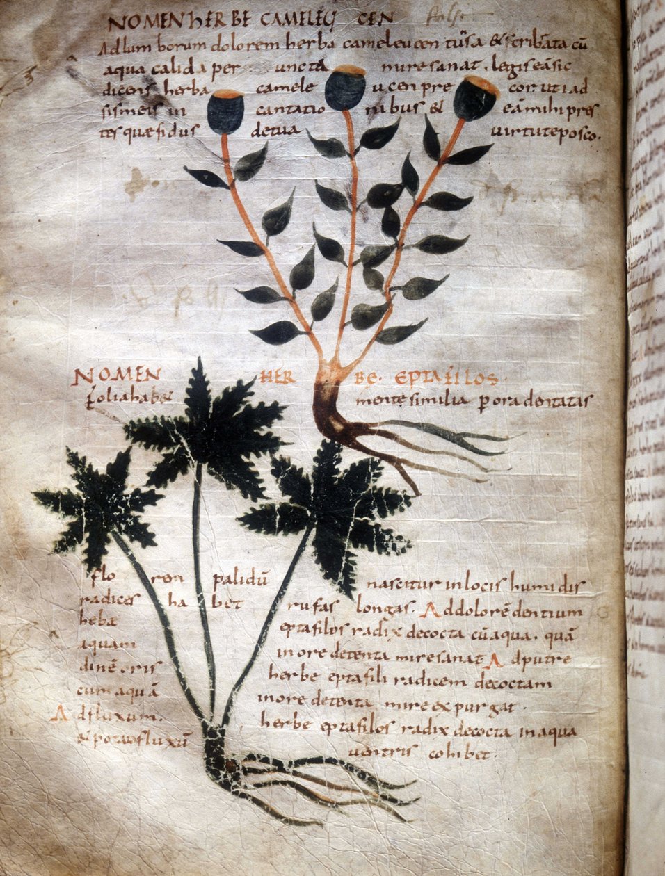 Página do manuscrito de Apulee (Lucius Apuleius) (ca. 125-ca. 180), "De viribus herbarum", século VIII ou IX. Lucca, Biblioteca do Governo. de Unknown artist