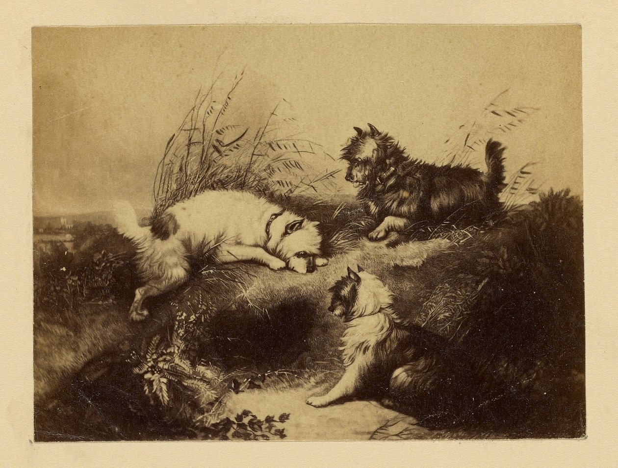 [Pintura de cães de Charles Tomkins]. de Unknown artist