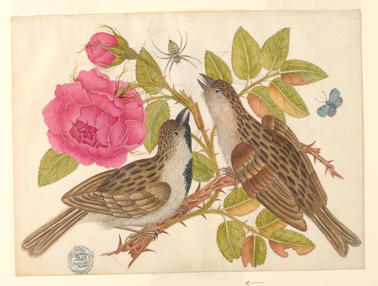 Par de pássaros marrons na haste de rosa com borboleta e aranha de Unknown artist