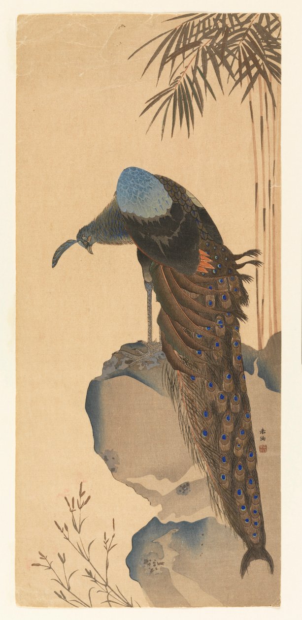 Pavoa de Unknown artist