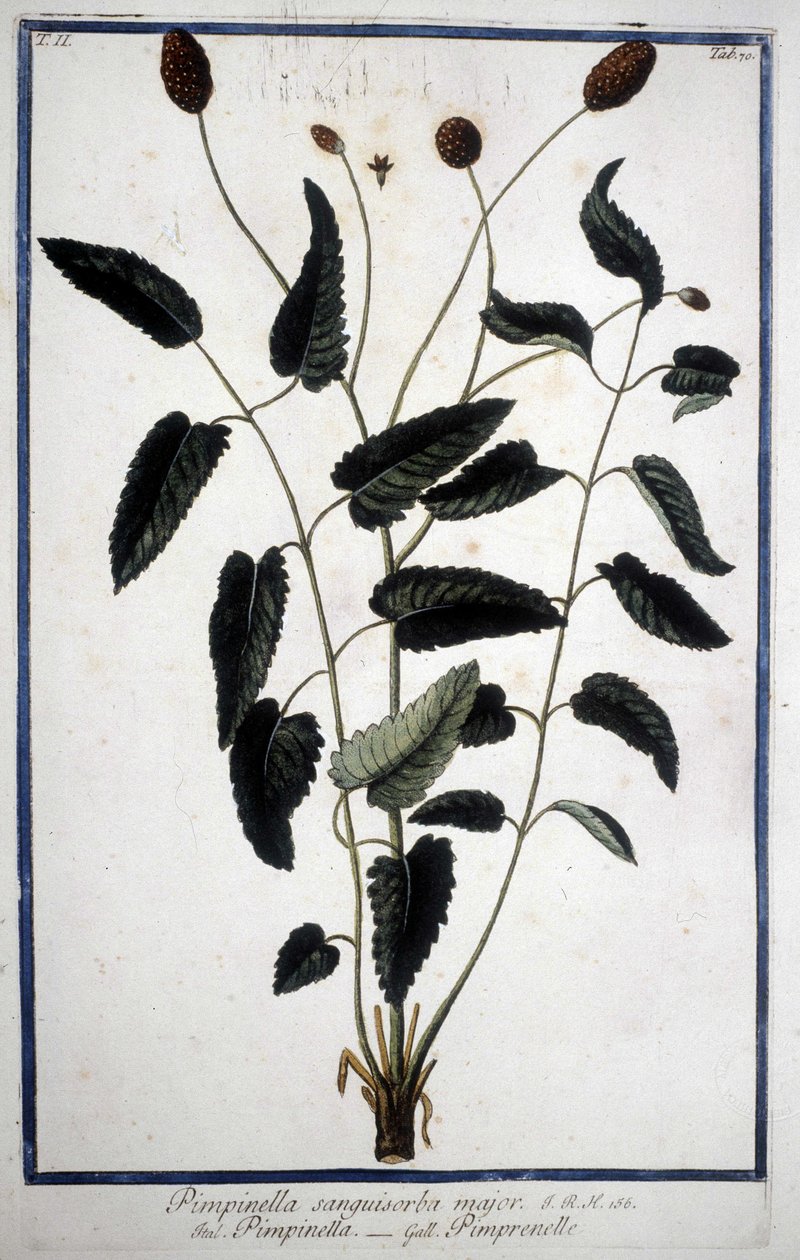 Pimprenelle: Pimpinella Sanguisorba major. de Unknown artist