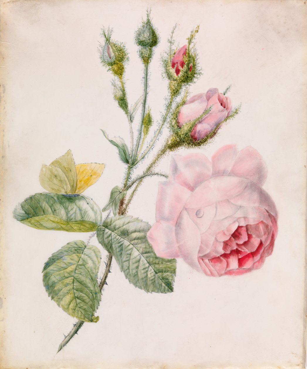 Rosa rosa e borboleta amarela de Unknown artist