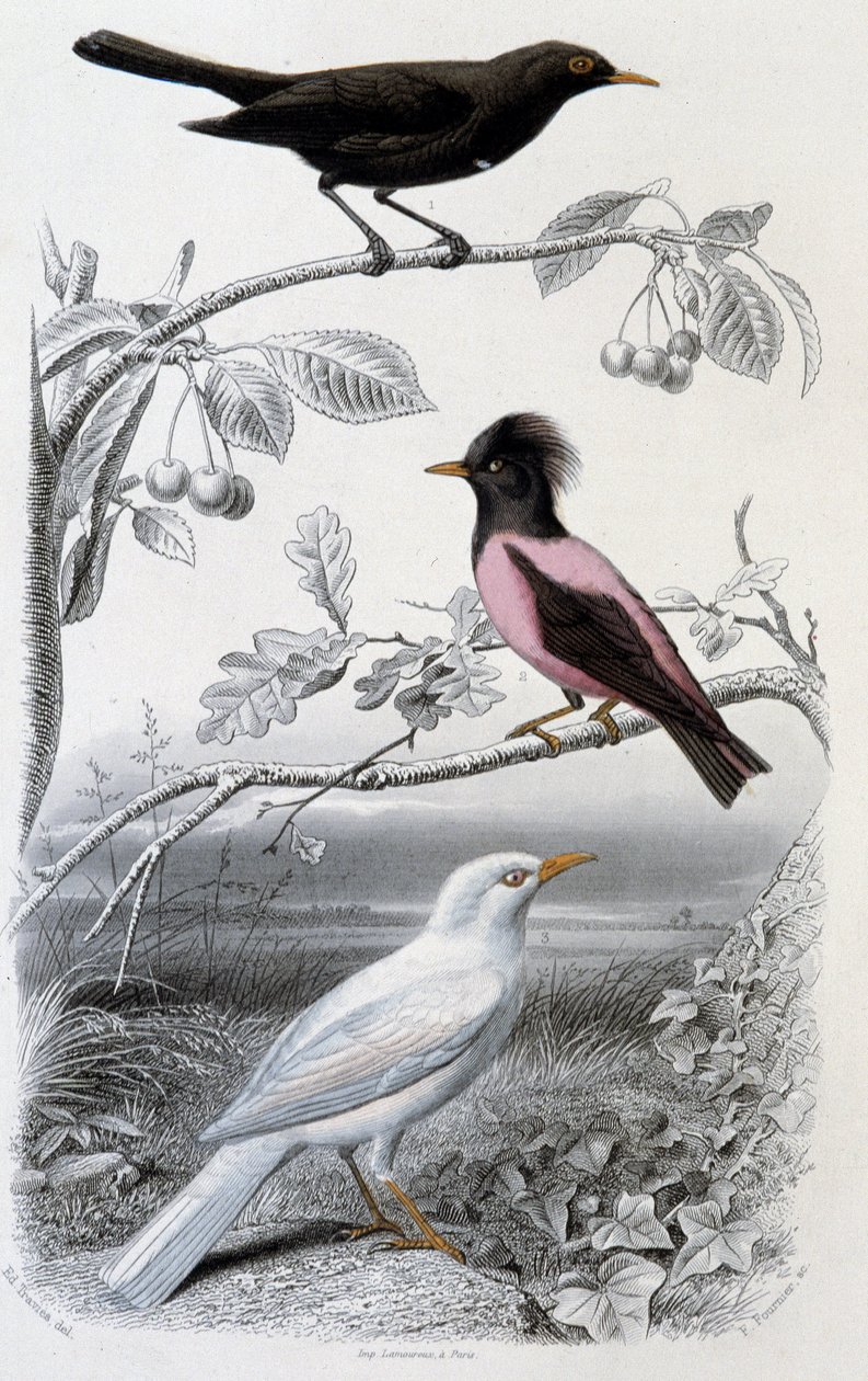 Prato da história natural: Blackbird, whitebird e pinkbird - em "Oeuvres de Buffon", ed. Furne Jouvet & cie, Paris de Unknown artist