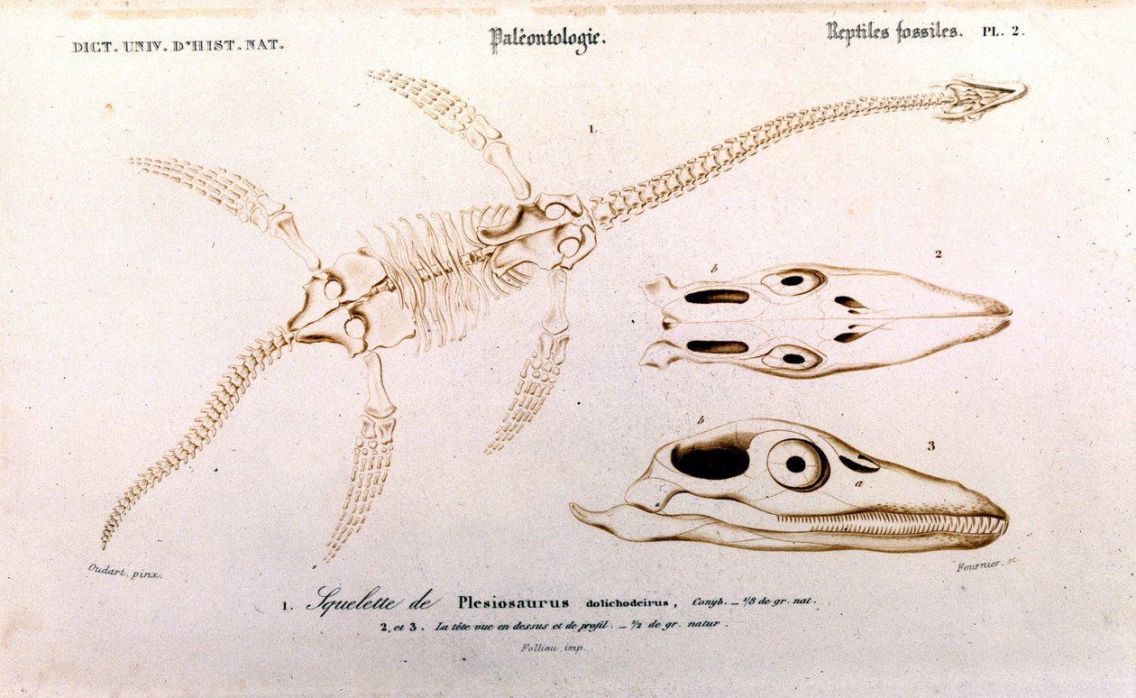 Plesiossauro do Dicionário Universal de História Natural de Unknown artist
