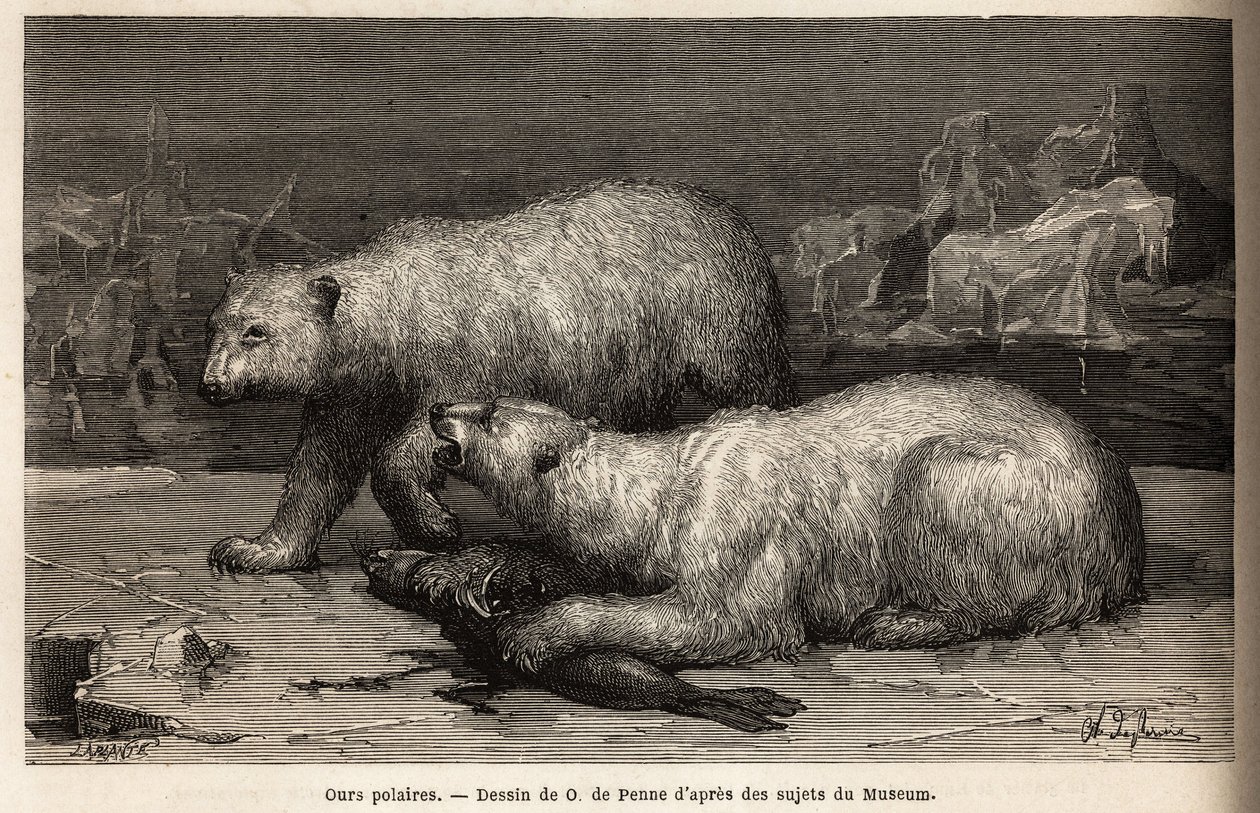 Ursos polares na bolsa de gelo, batendo numa foca que acabaram de apanhar. Gravura para ilustrar a viagem ao mar livre do pólo Ártico, pelo Dr. Hayes, cirurgião da Marinha dos Estados Unidos, em 1860-1862, publicada no "Le tour du monde, nouveau journal de de Unknown artist