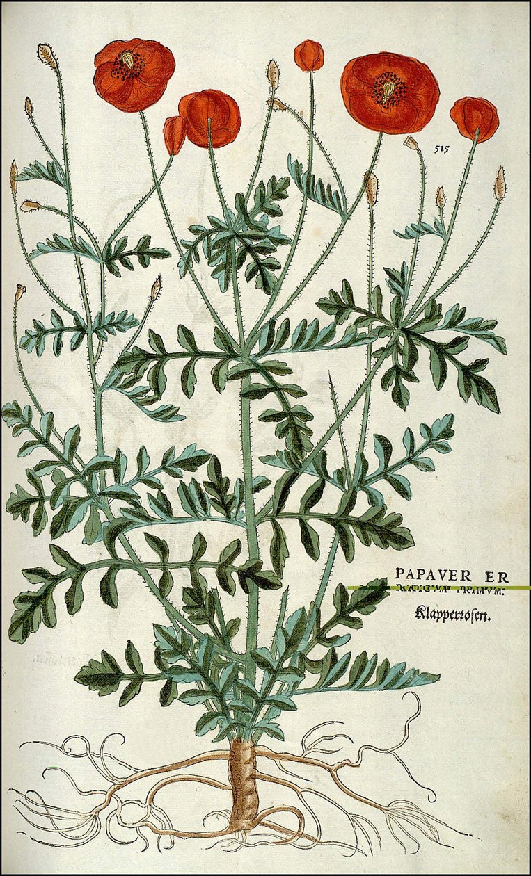 Poppy in - in "De Historia Stirpium commentarii badges,..." de Leonhart Fuchs de Unknown artist