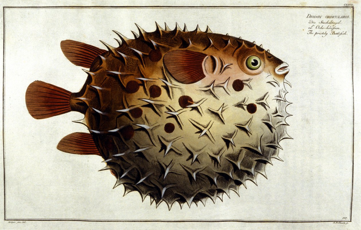 Peixe Porcupino depois de Marc Elieser Bloch Ichtyologie Paris - Berlim - Londres 1787. de Unknown artist