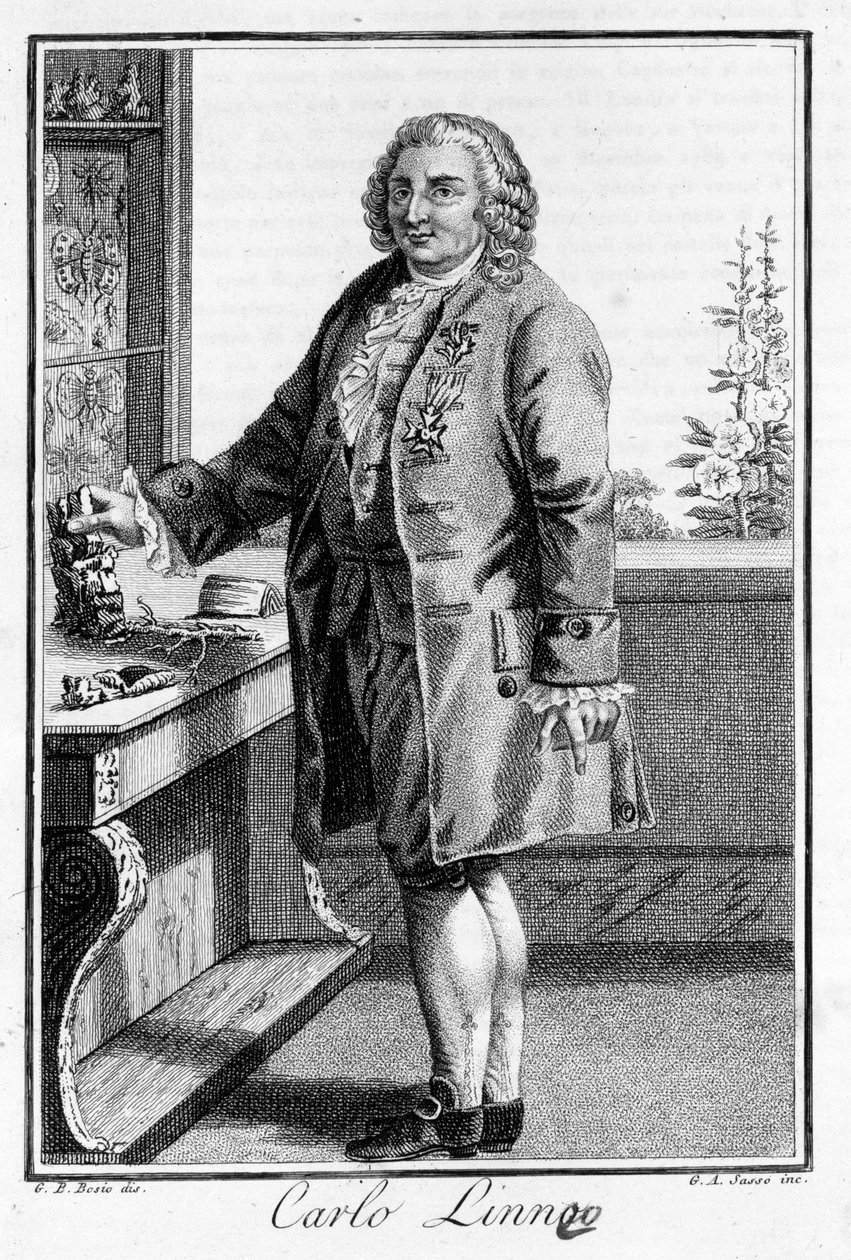 Retrato de Carl Von Linné, naturalista e escritor sueco (1707 - 1778). Gravura de Sd. do século XIX. de Unknown artist