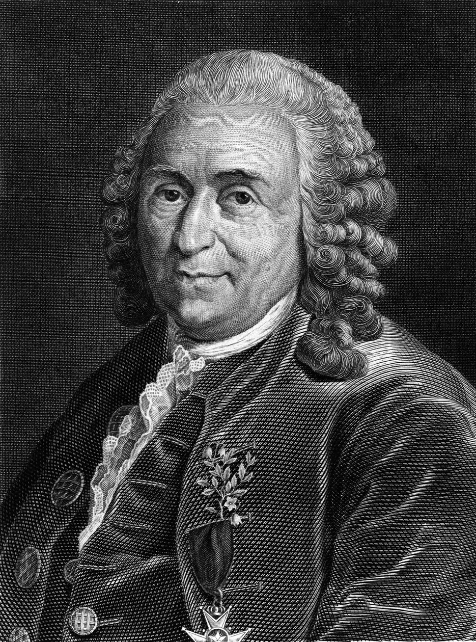Retrato de Carl Von Linné, naturalista e escritor sueco (1707 - 1778). Gravura de Sd. do século XIX. de Unknown artist