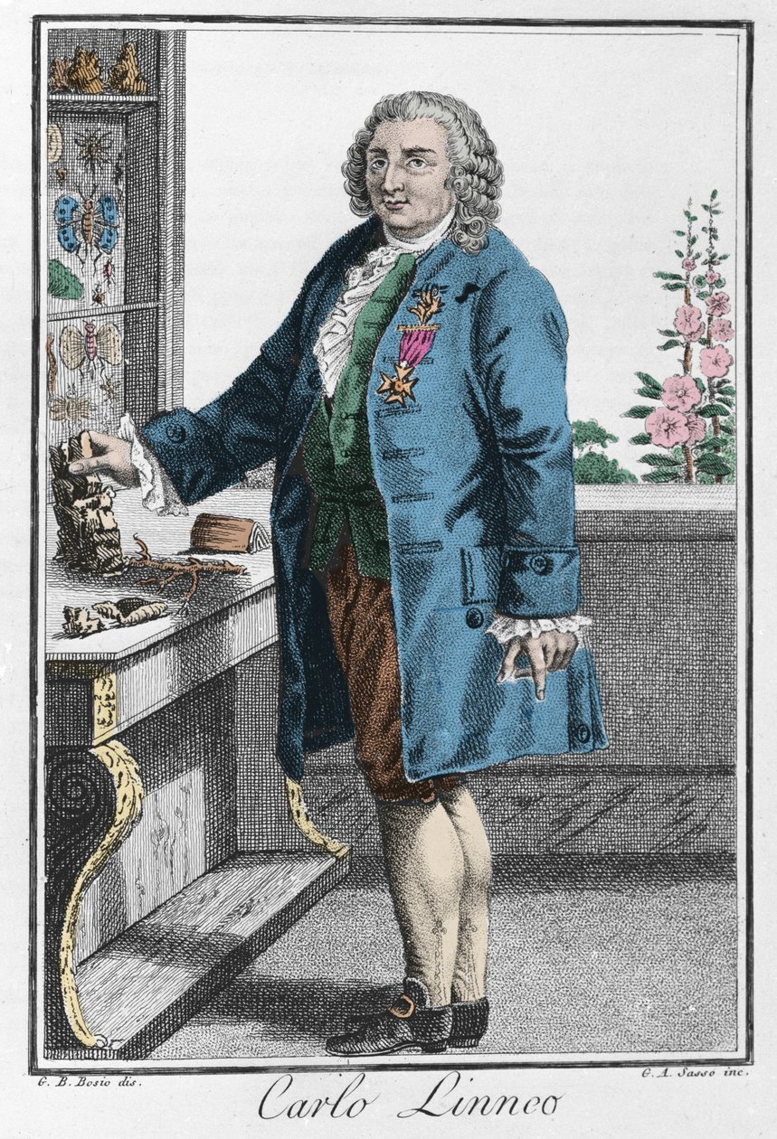 Retrato de Charles Linne (Carl von Linne, Linneus de Unknown artist