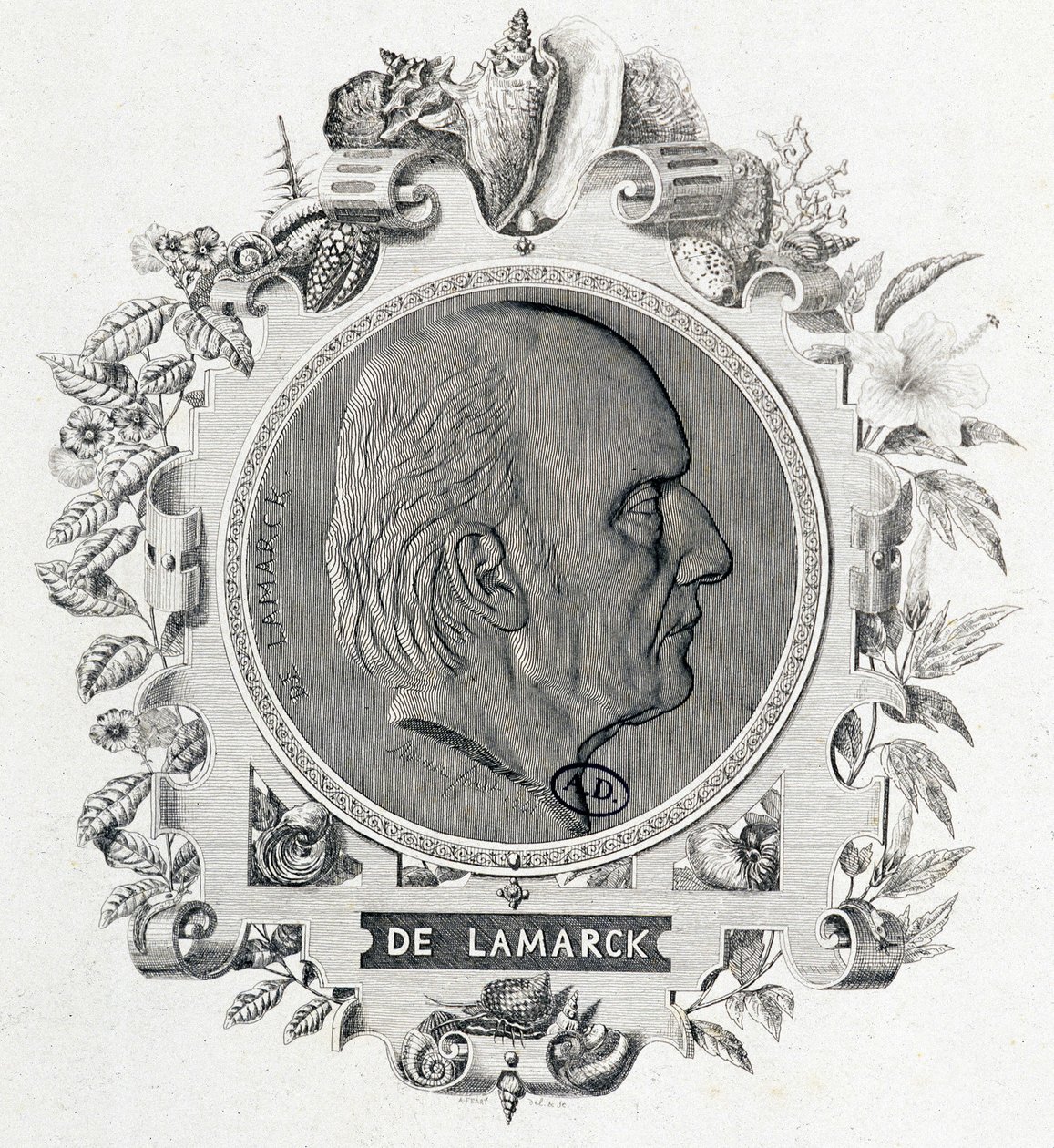 Retrato de Jean Baptiste Lamarck - gravura de Unknown artist