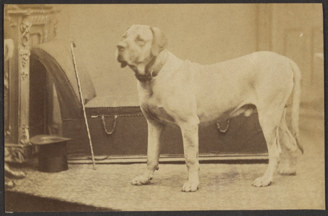 [Retrato de um cão]. de Unknown artist