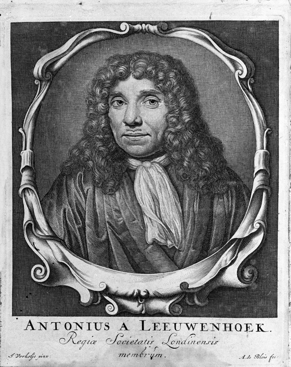 Retrato do comerciante e estudioso holandês Antoine van Leeuwenhoek (ou Leeuvenhoek Leeuwenhoeck) (ou Antoni ou Anthonie) (1632-1723) Gravura de "Investigatio Arcanorum" 1722. de Unknown artist