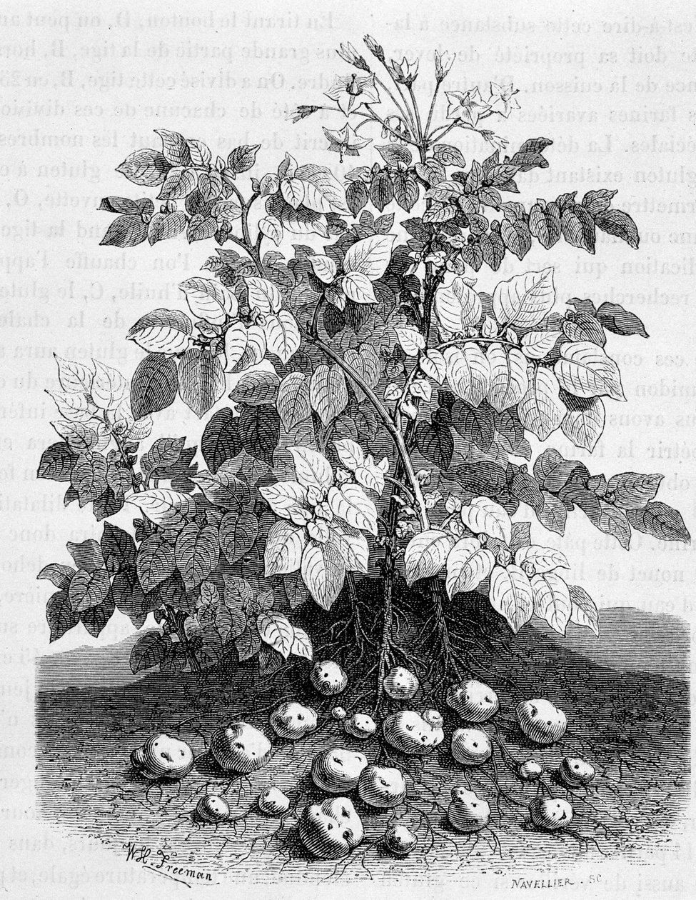 Batata e tubérculos de amido das suas raízes - Figueira de Unknown artist