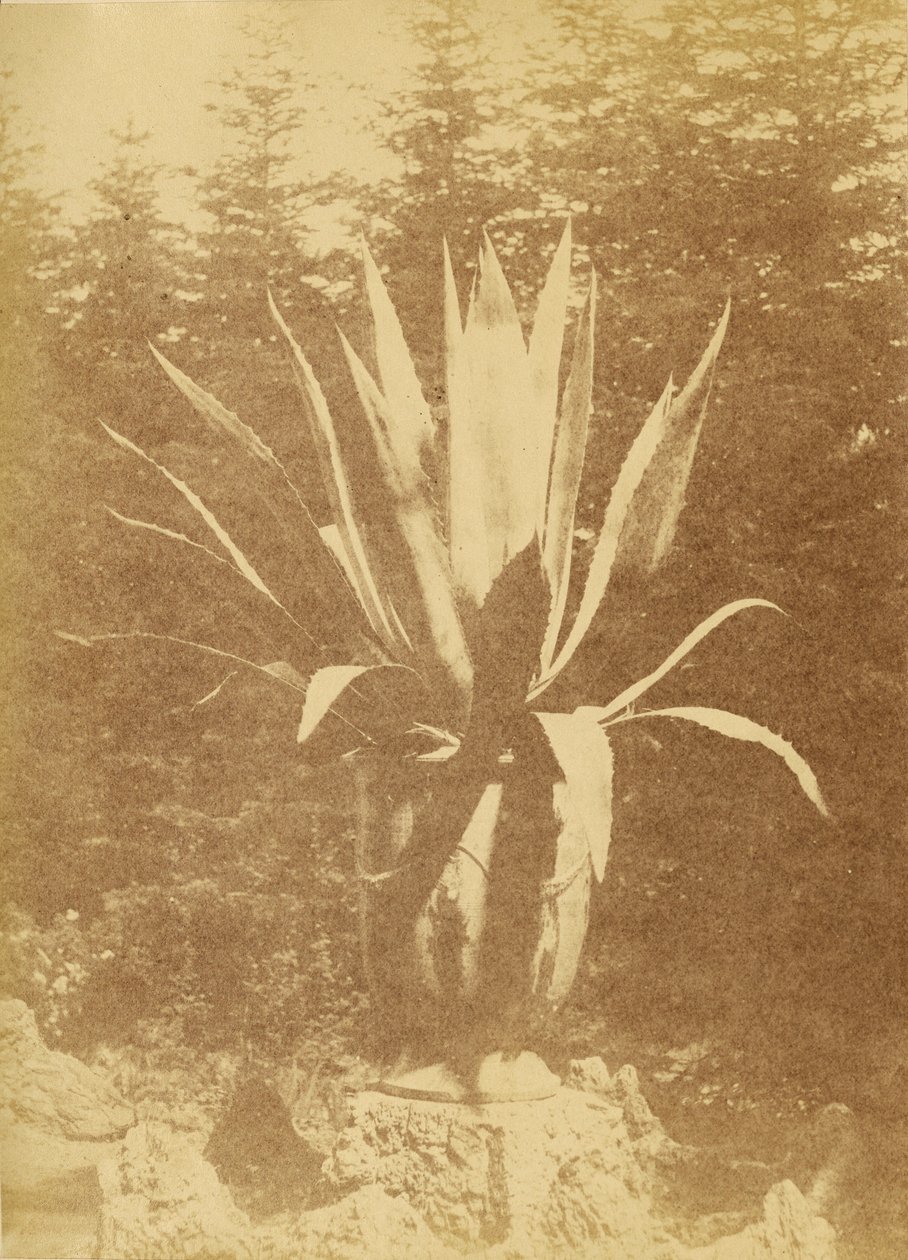 [Planta em vaso]. de Unknown artist