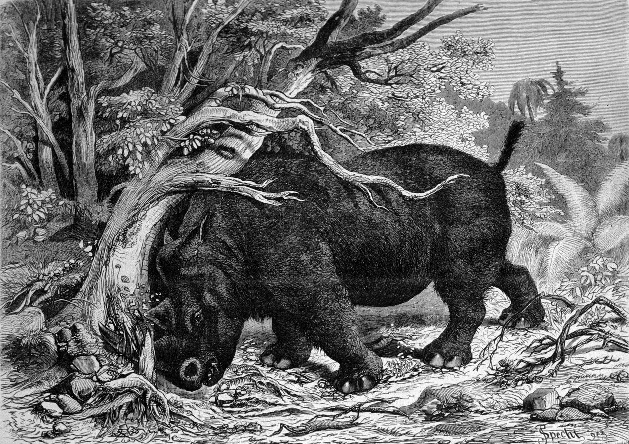 Pré-história: dinossauro da família do perissodáctilo, antepassado do rinoceronte, desratizando uma árvore. Gravura do fn do século XIX de Unknown artist