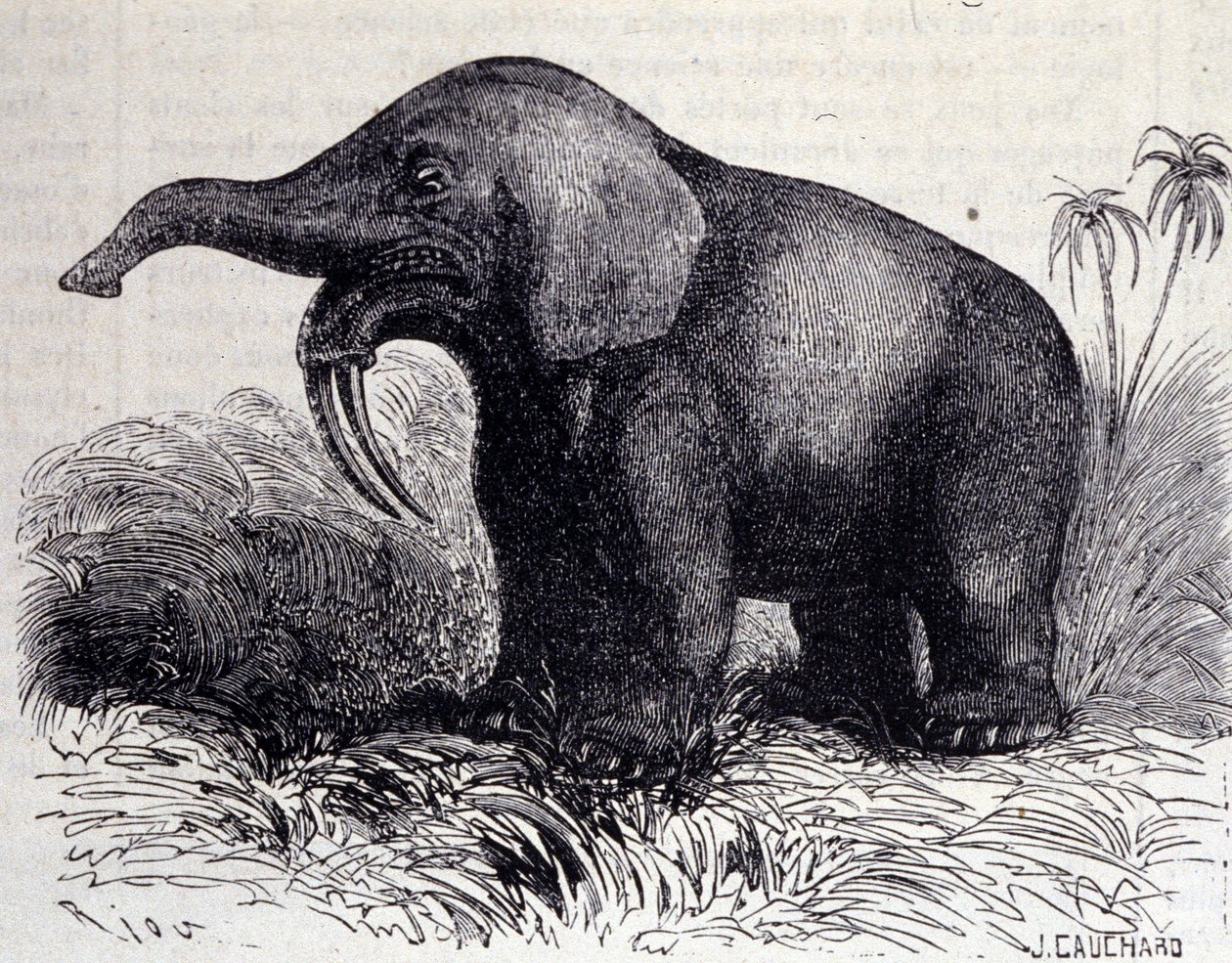Pré-história: representação de um Dinotério, tipo de paquiderme. de Unknown artist
