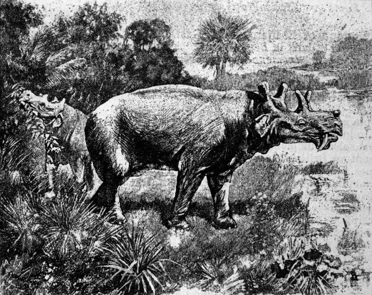 Pré-história: representação de um dinossauro Uintatherium de quatro chifres. de Unknown artist