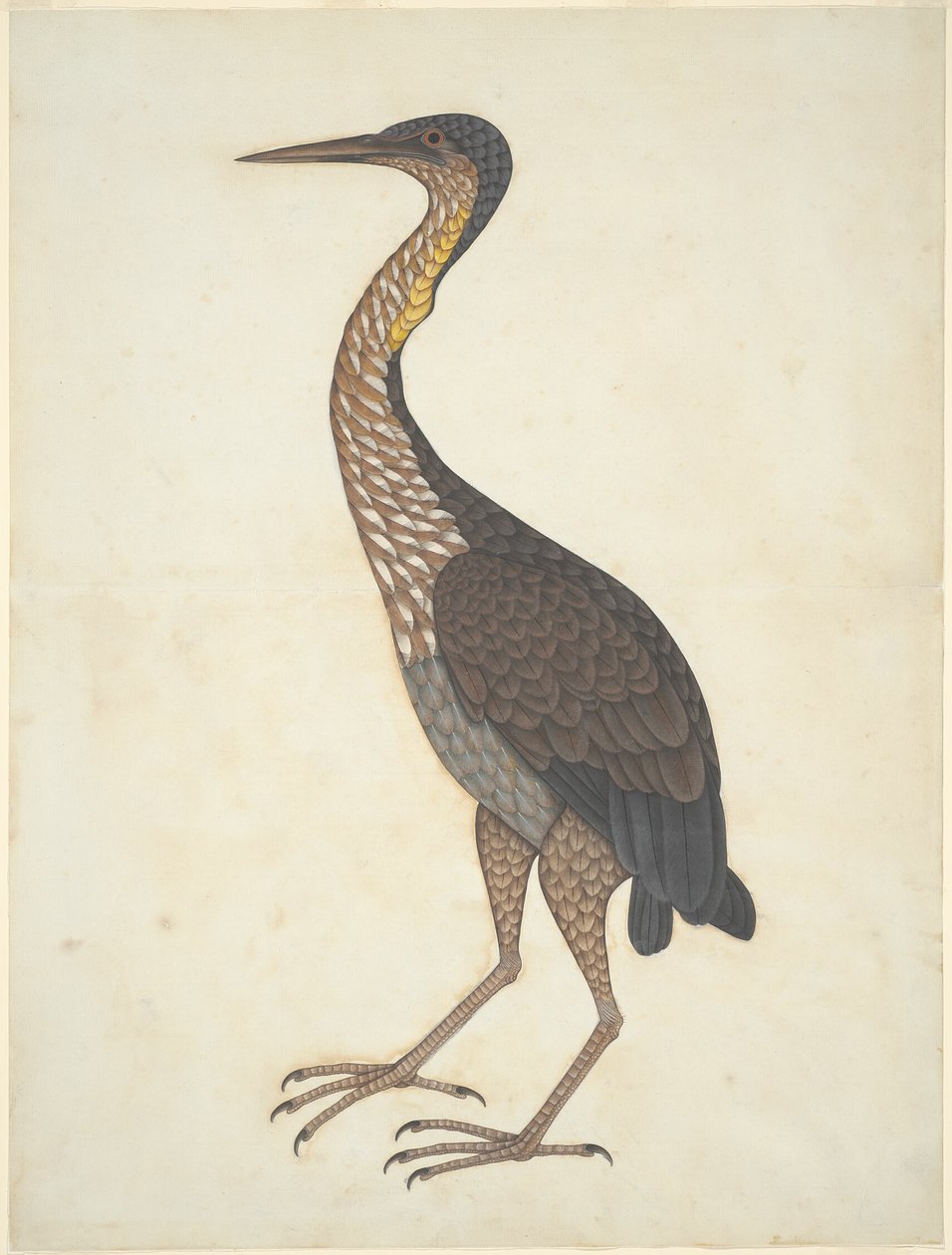 Garça-vermelha (Ardea purpurea) de Unknown artist