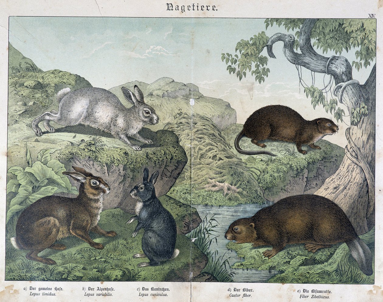 Coelho, castor - em "História Natural dos Mamíferos", ed. Schreiber de Unknown artist