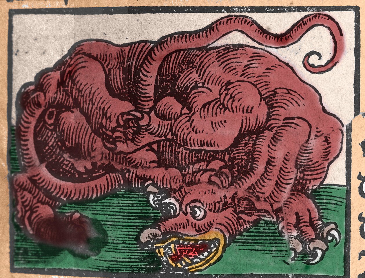 Representação de um dragão. Gravura de "Den Edlen Strengthen Besten Fromen", de Johann Stumpff. 1550 de Unknown artist